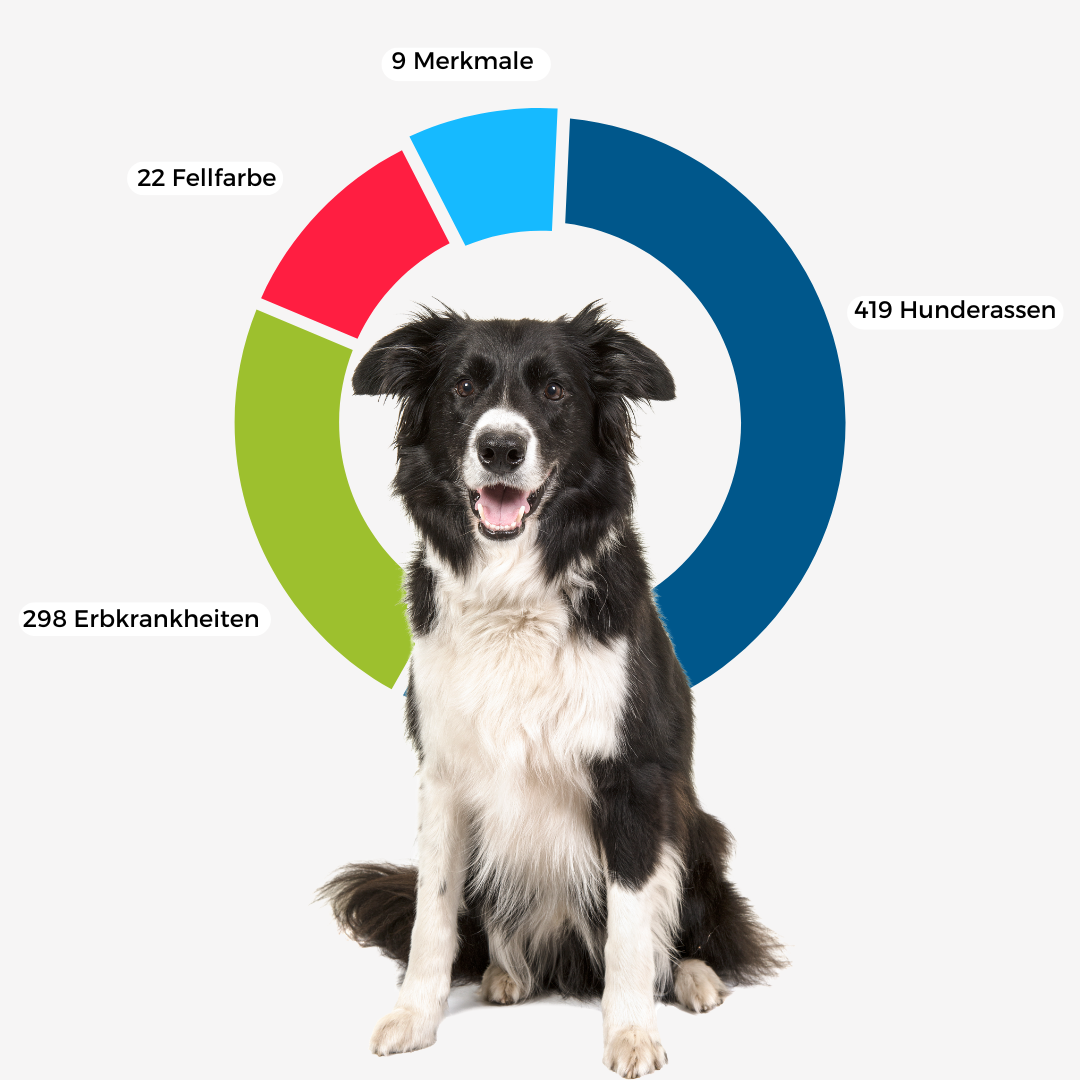 DNA-Erbkrankheiten Analyse Hund
