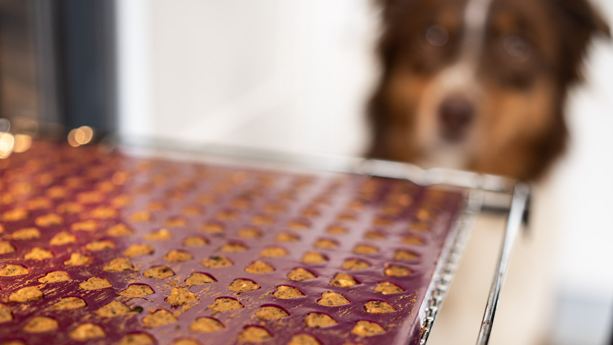 PAMICO - Weihnachts-Backset für Hunde