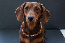 Bernsteinkette für den Hund mit Sugilith und Swari Länge 23cm