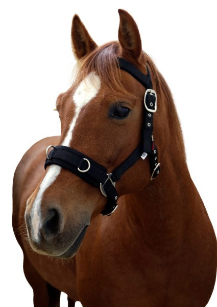 Longierhalfter weich unterlegt schwarz,