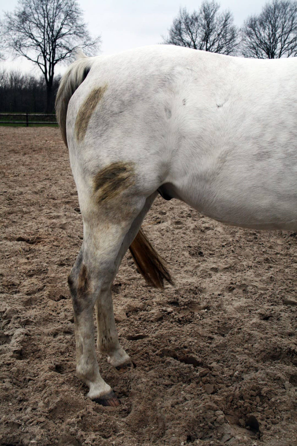 Hofman Animal Care - Excellent Horse Hi Gloss Clean Spray 500 ml