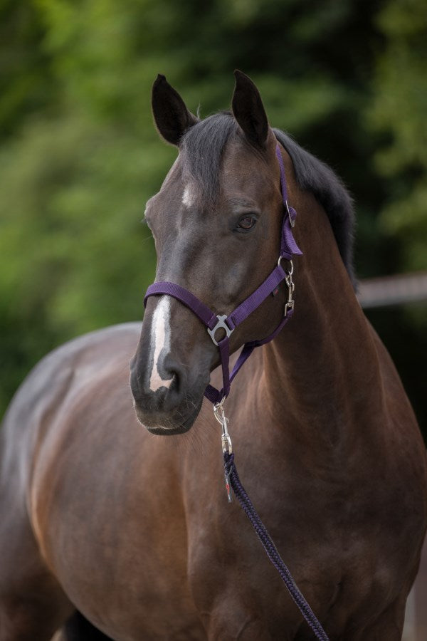 Covalliero - Nylonhalfter Lila gr. Cob
