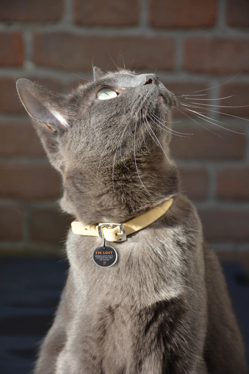 Spotted! Pro Smart-Haustiermarke für Hunde & Katzen