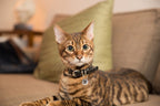 Spotted! Pro Smart-Haustiermarke für Hunde & Katzen