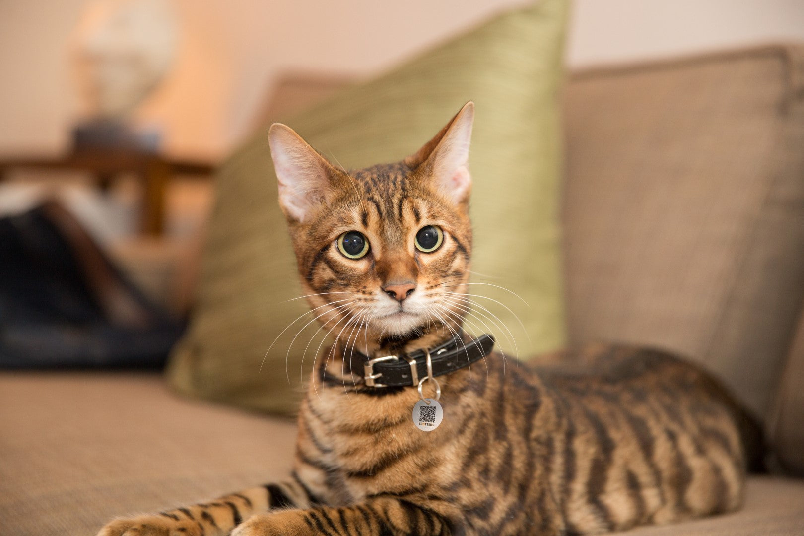 Spotted! Pro Smart-Haustiermarke für Hunde & Katzen