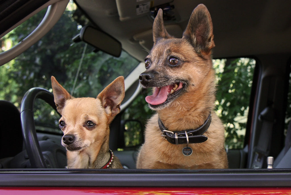 Spotted! Pro Smart-Haustiermarke für Hunde & Katzen