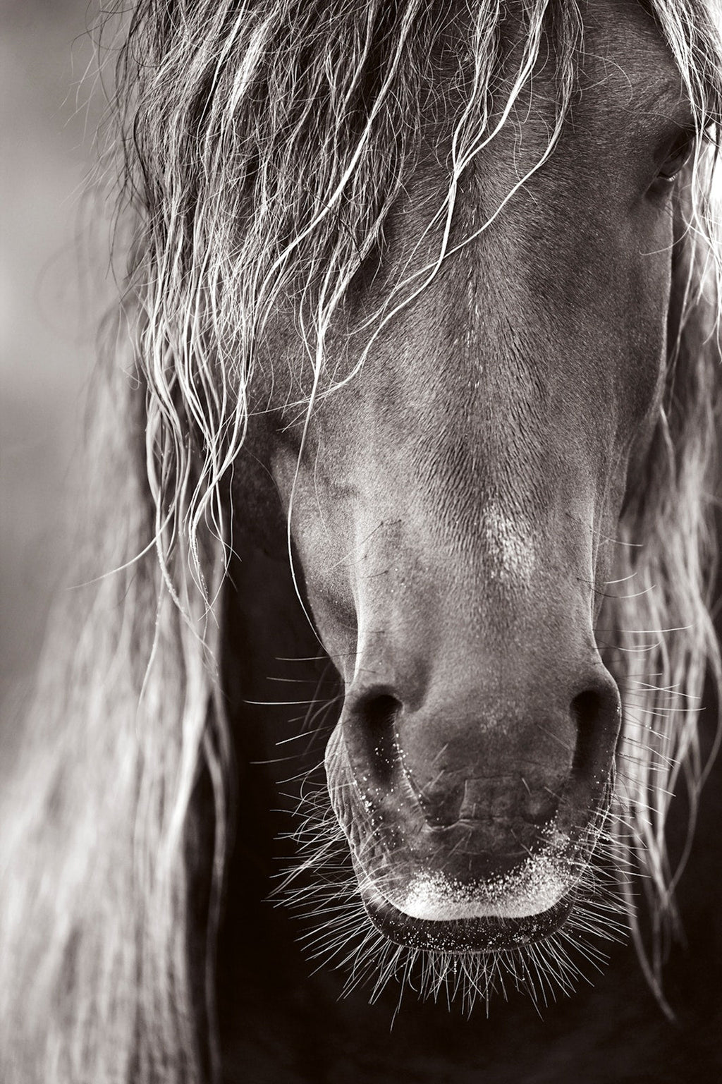 Untamed Spirits