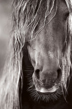 Untamed Spirits