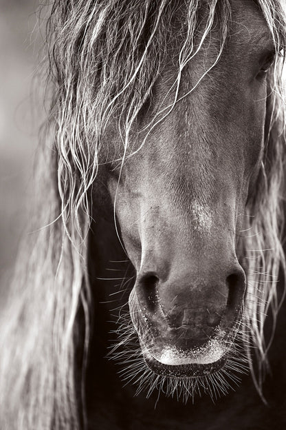 Untamed Spirits