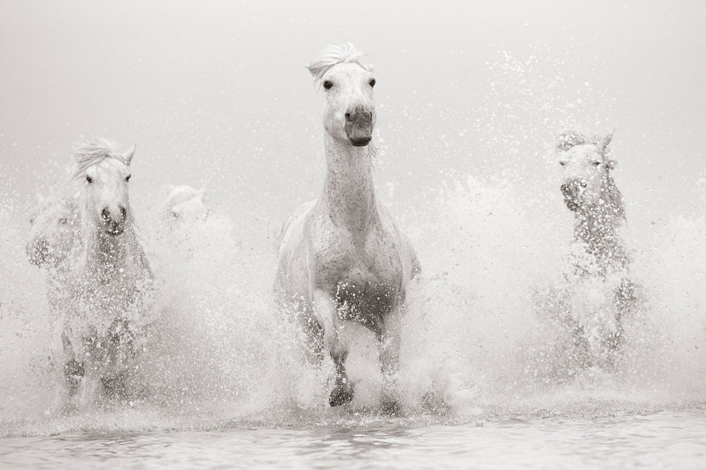Untamed Spirits