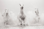 Untamed Spirits