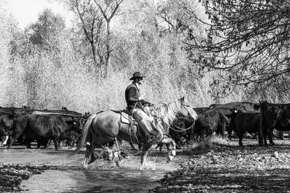 A Ranch Year Cowboys of the West Buch