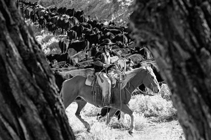 A Ranch Year Cowboys of the West Buch
