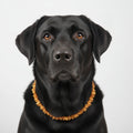 amberdog - Hunde Bernsteinkette Sonne