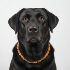 amberdog - Hunde Bernsteinkette Sonne