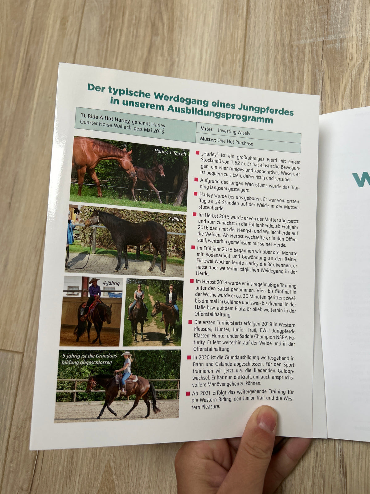 -gebraucht- Praxisbuch Westernreiten • Die Grundausbildung des Westernpferdes - Softcover