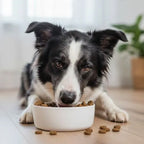 Eurital Dog Choice – Hypoallergen mit Lachs 1,5 kg