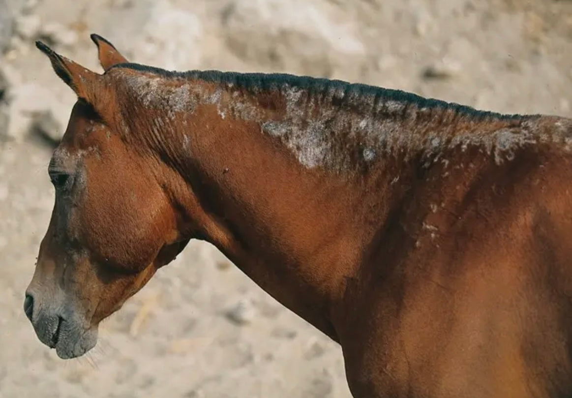 Aran-Ya Ekzempflege Pferd