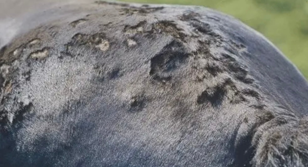 Aran-Ya Ekzempflege Pferd