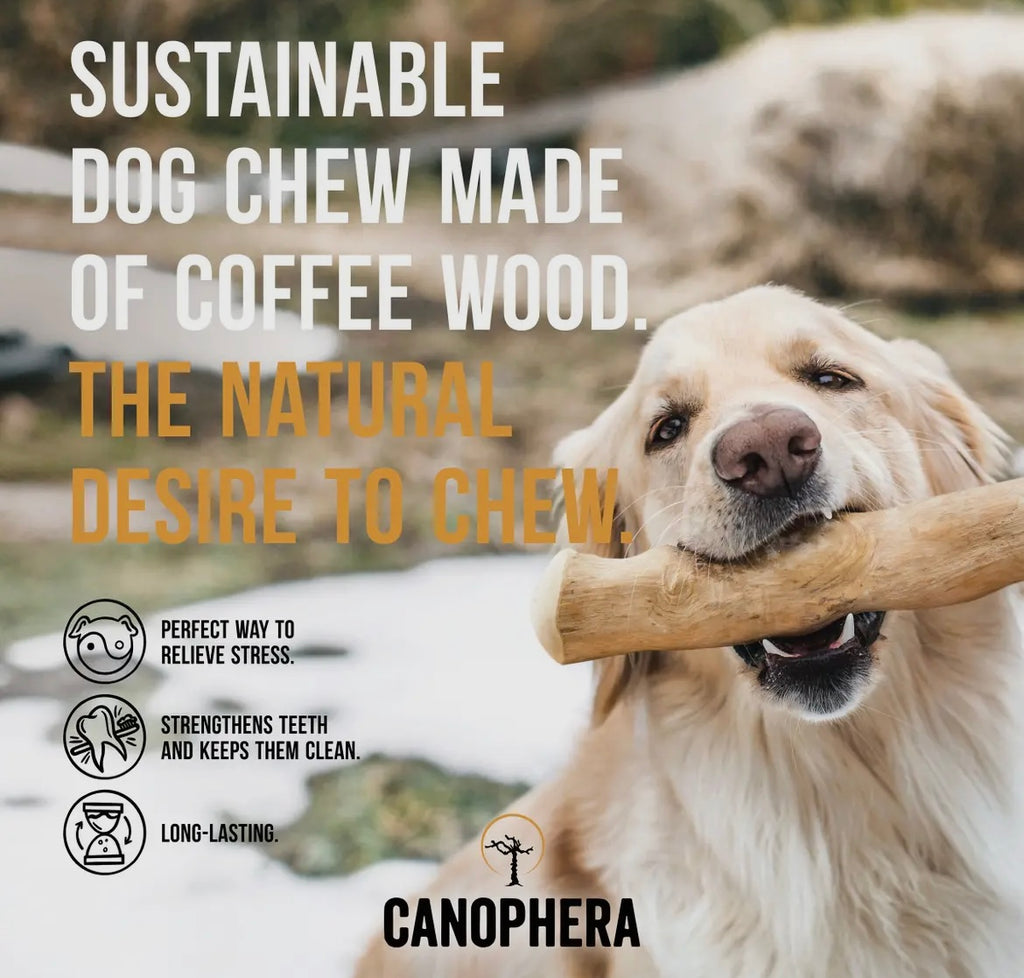 Canophera - Hundekaustab Kaffeeholz