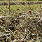 Naturwiesenheu Basic