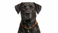 amberdog - Hunde Bernsteinkette mit Malachit Engel Länge 47cm