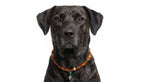 amberdog - Hunde Bernsteinkette mit Malachit Engel Länge 47cm