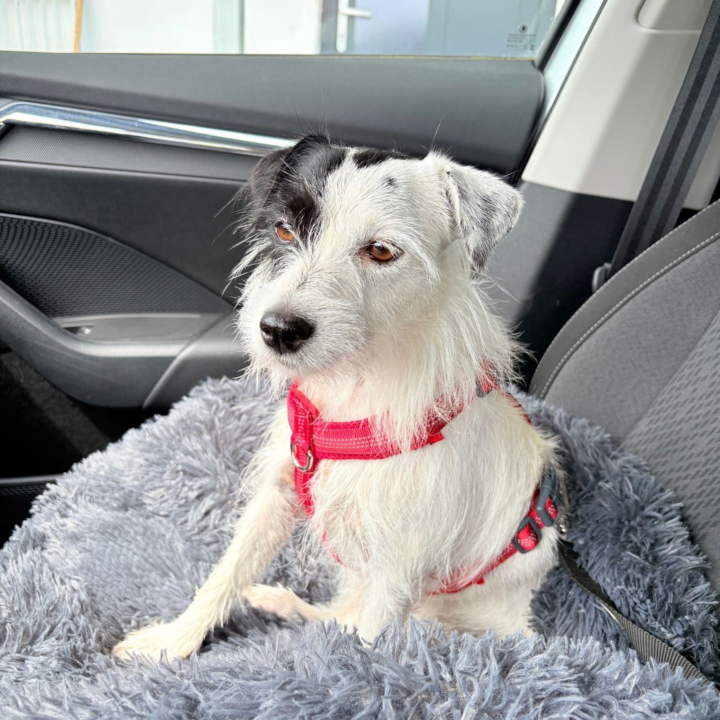 Hundebett "Balu" kuschelig weiche & waschbare Auflage – mit hohem Rand für Auto & Sofa