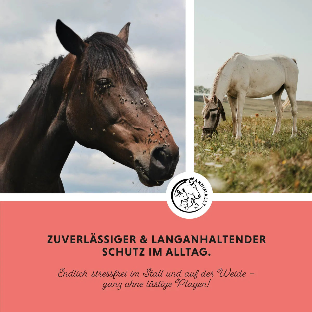 Annimally - Insekten Stopp