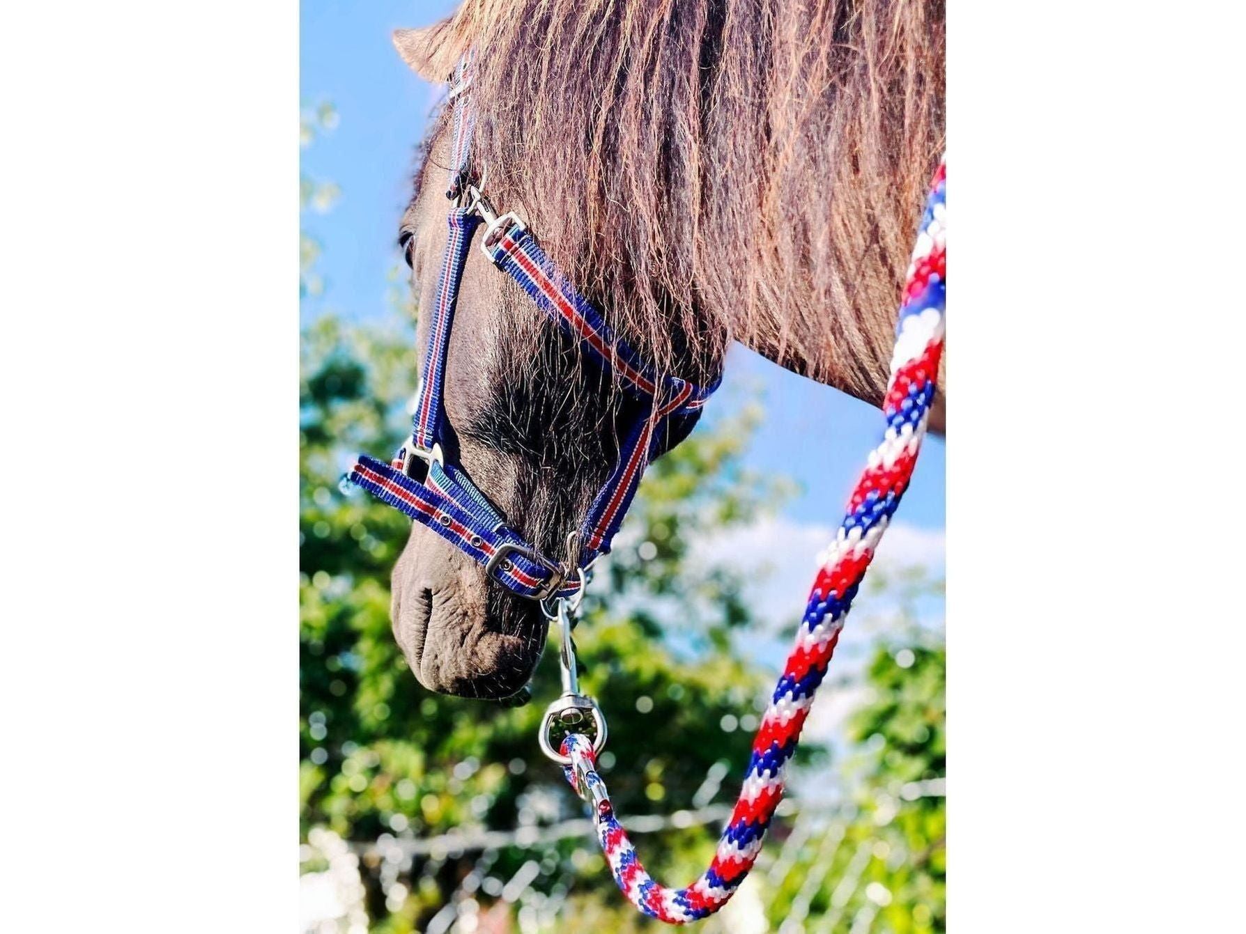 Icelandic Horse - Halfter Island mit Polsterung und Führstrick