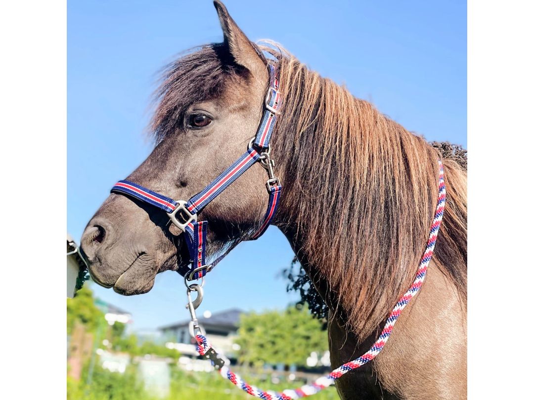 Icelandic Horse - Halfter Island mit Polsterung und Führstrick