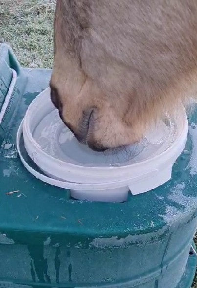 Frostschutztränke/ Frostschutzeimer / JFC Thermoeimer TED