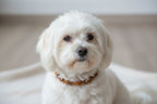Hunde Bernsteinkette SuperFlex