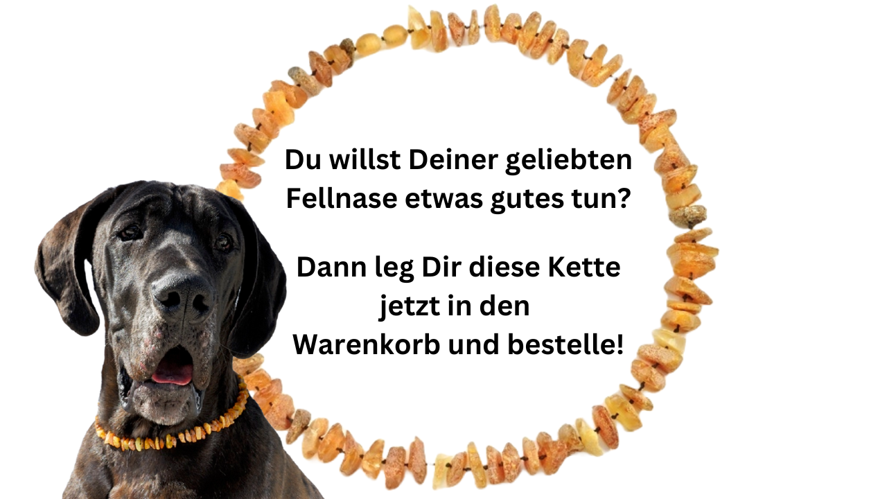 amberdog - Hunde Bernsteinkette Sonne
