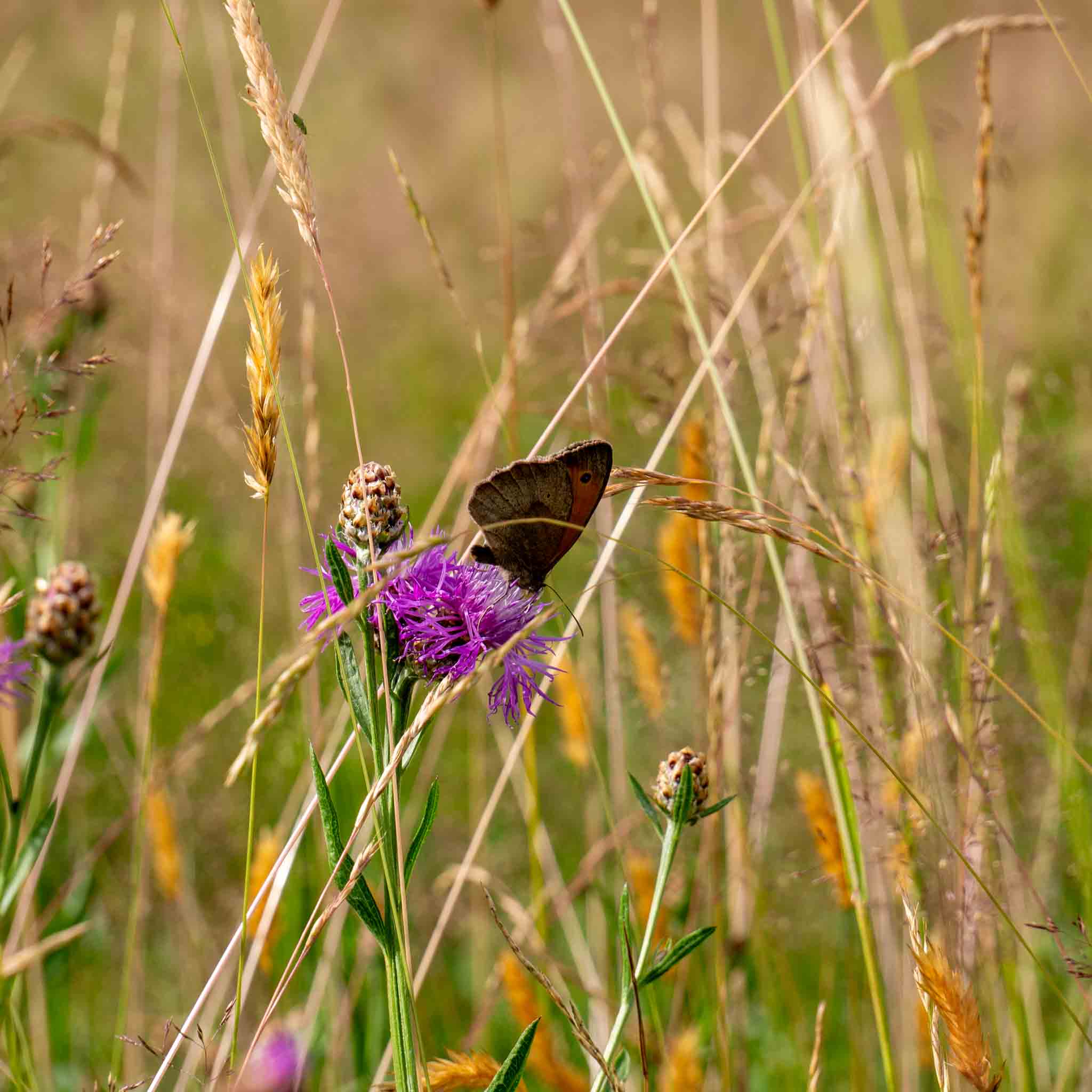 Naturwiesenheu Basic