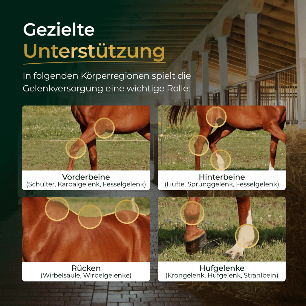 Pferdegold - Gelenke Muschelfrei 2.0