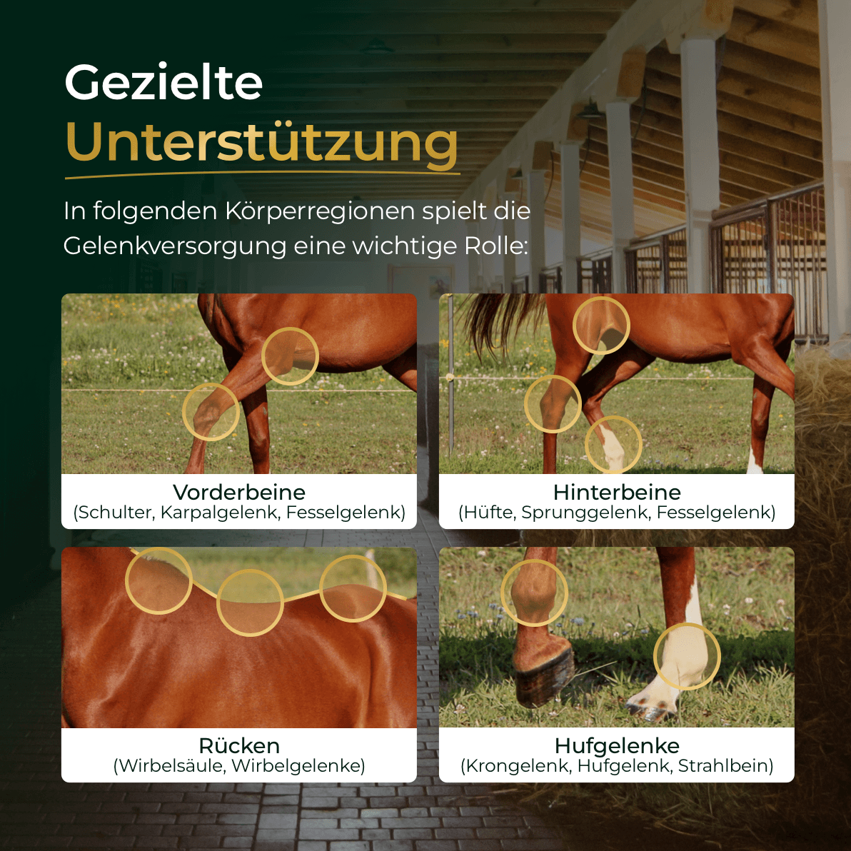 Pferdegold - Gelenke Muschelfrei 2.0