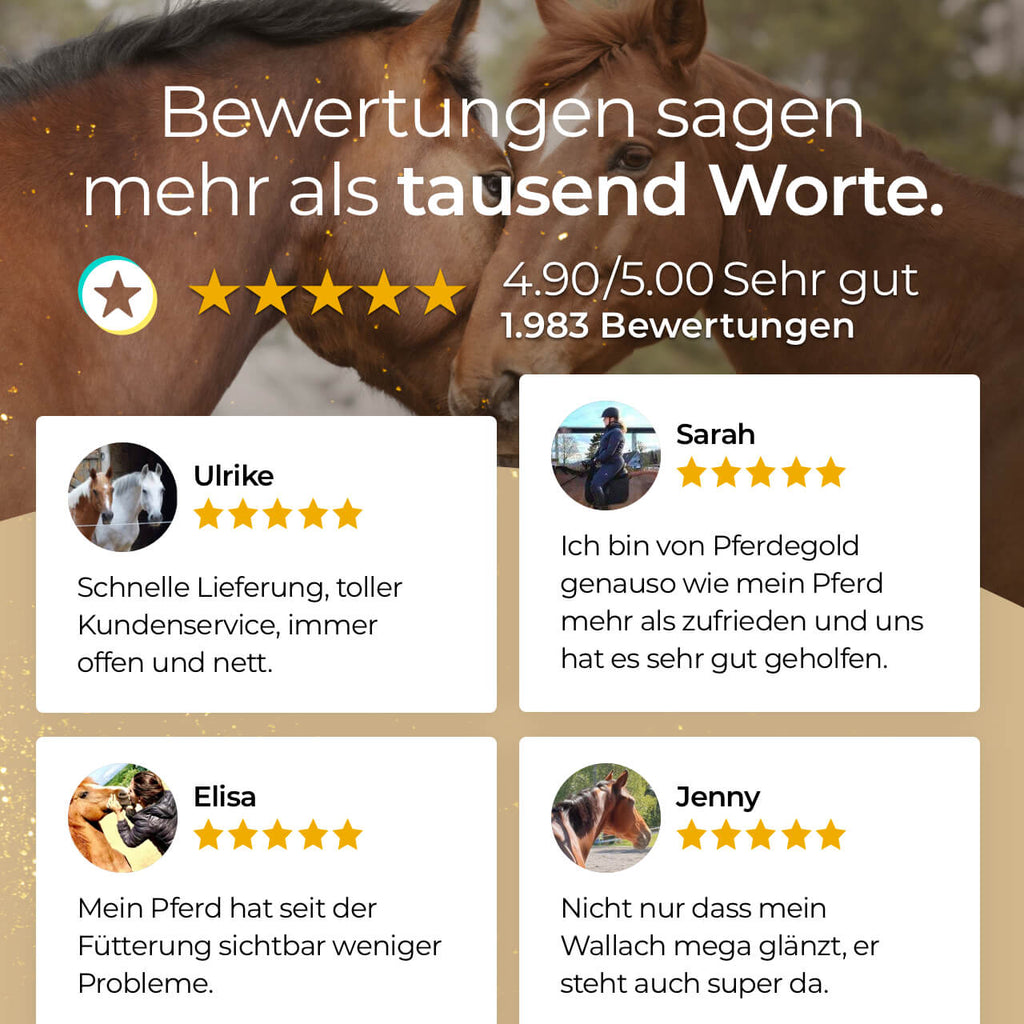 Pferdegold - Kardätsche