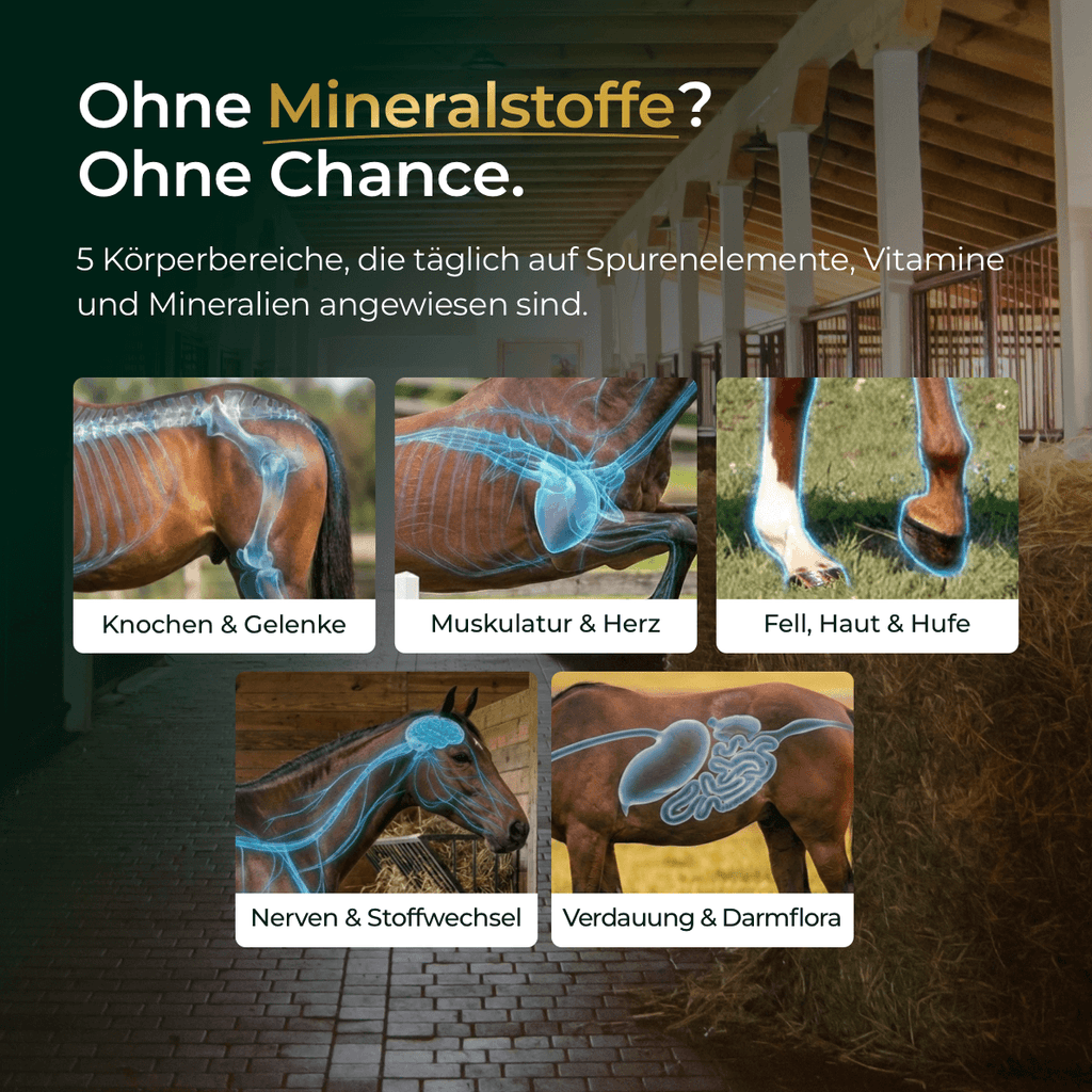 Pferdegold - Mineral 2.0