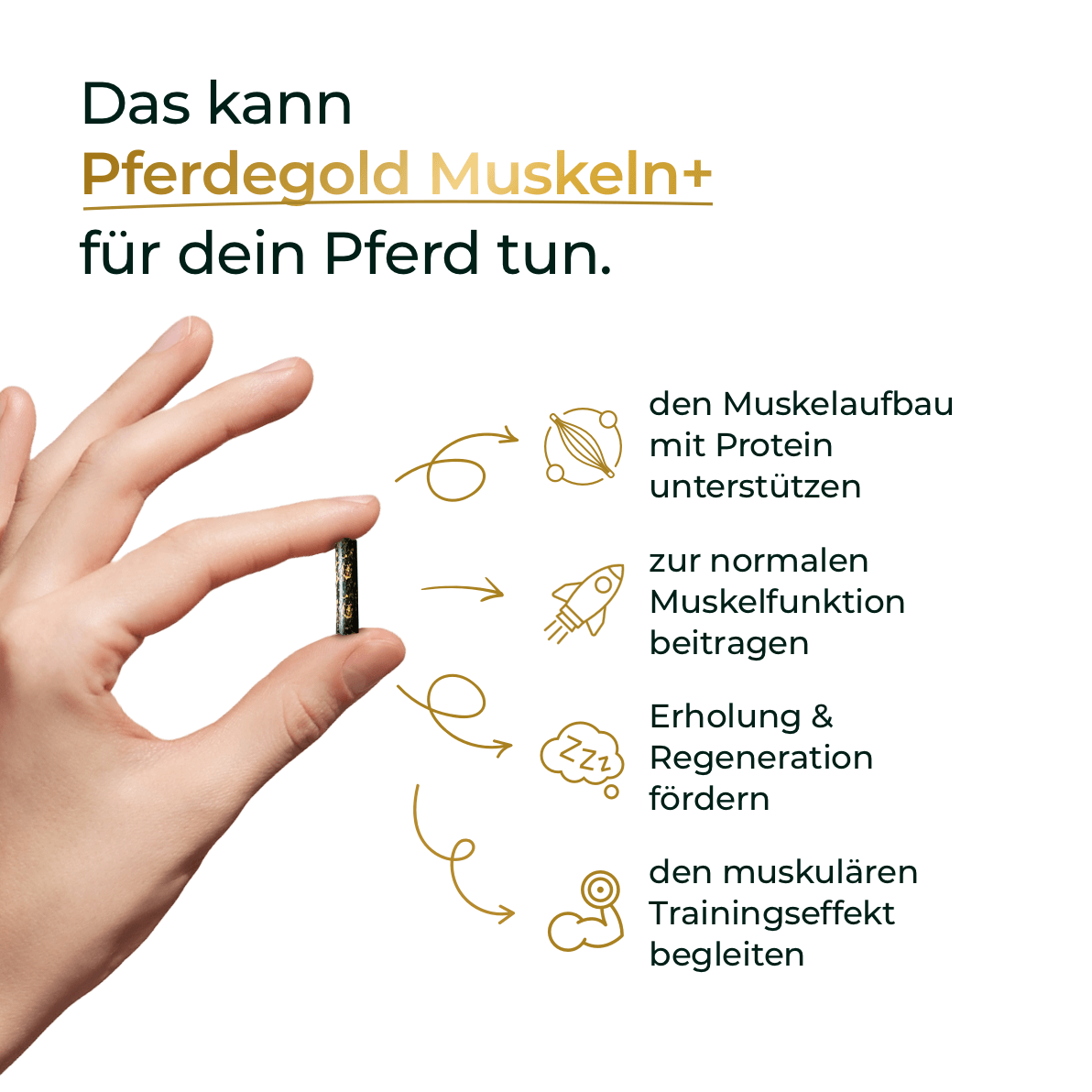 Pferdegold - Muskeln+ 2.0