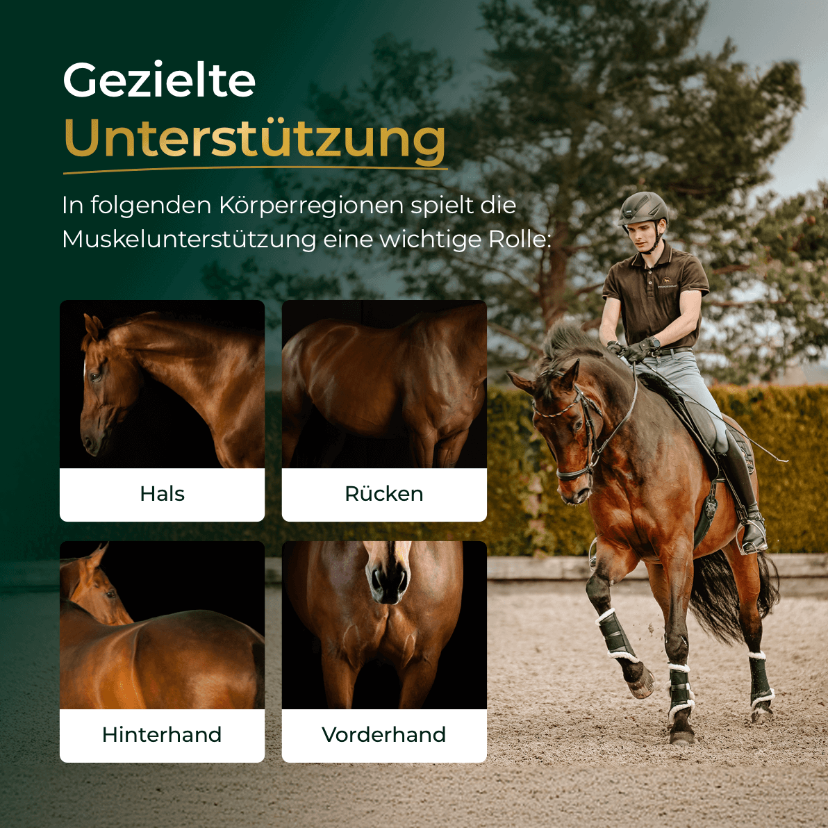 Pferdegold - Muskeln+ 2.0