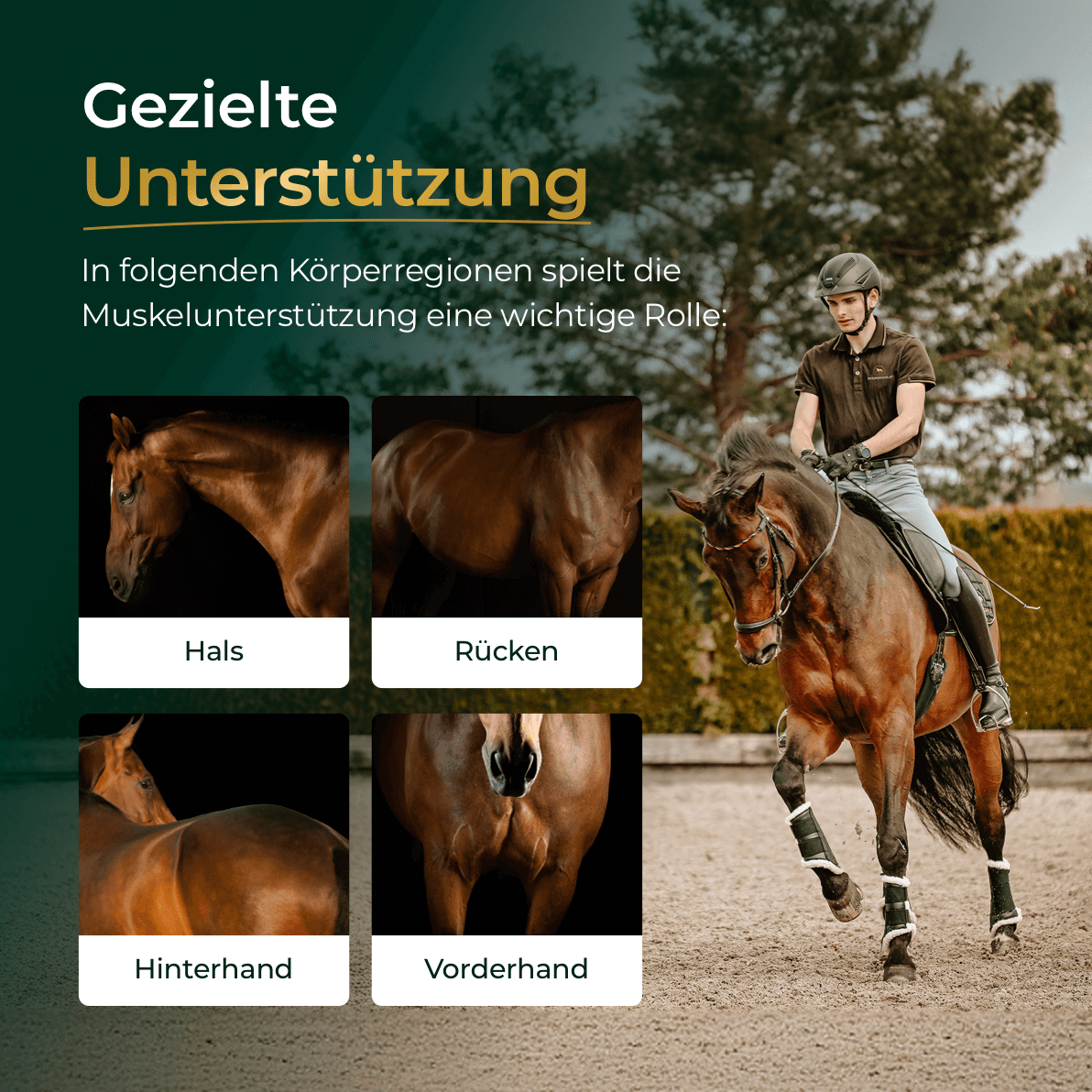 Pferdegold - Muskeln 2.0 Sojafrei
