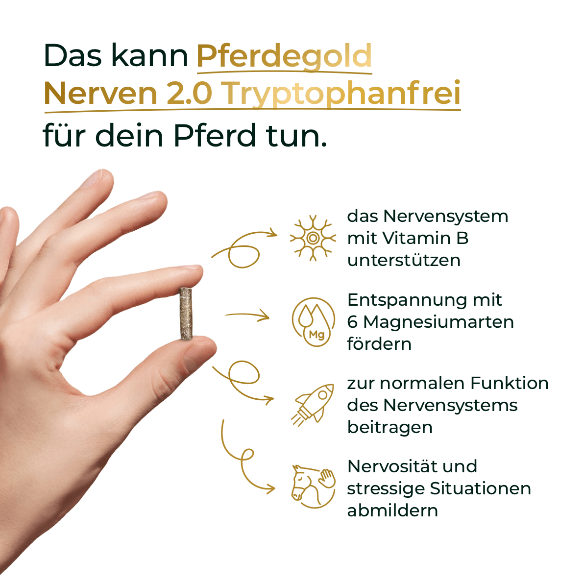 Pferdegold - Nerven 2.0