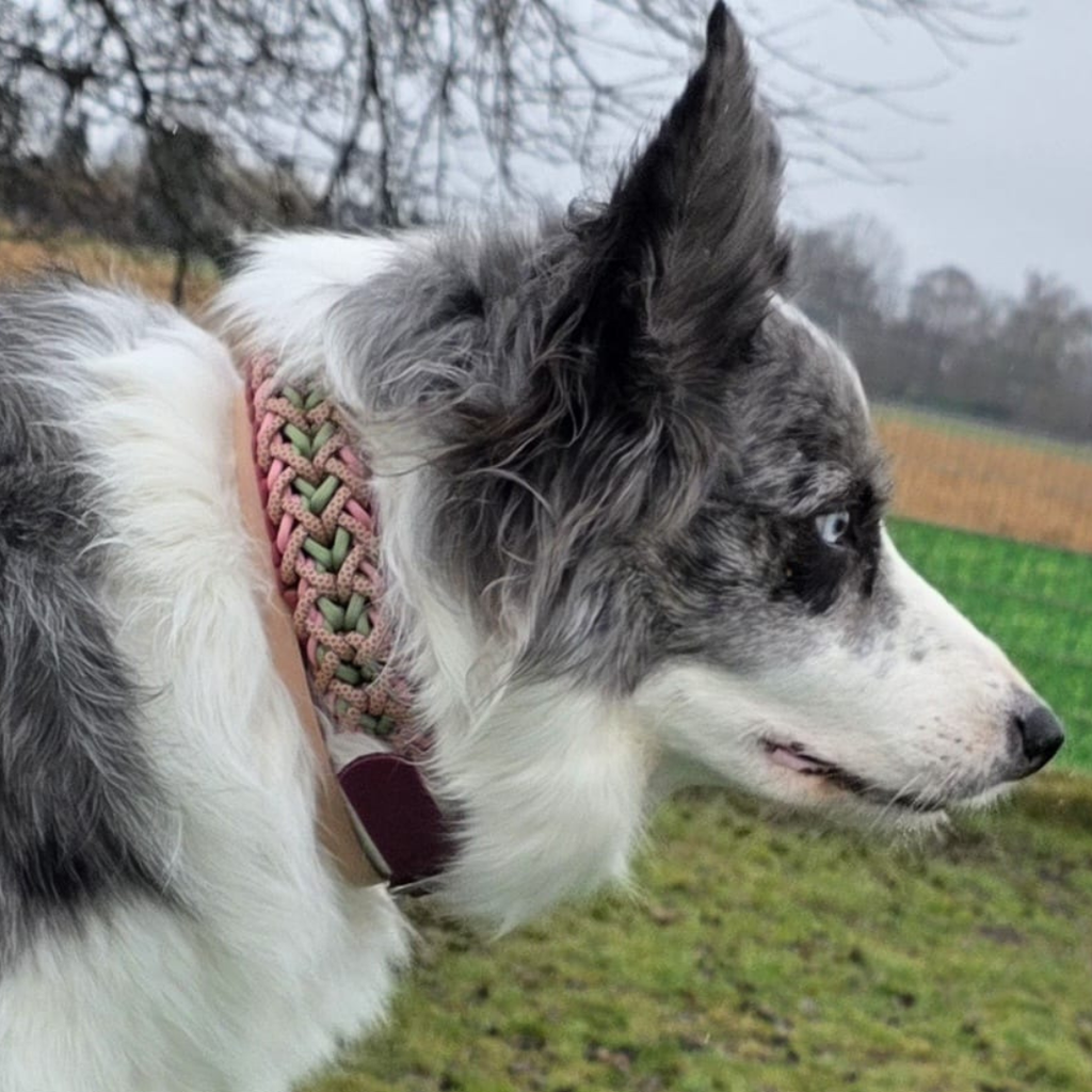 Pfotenlieblinge - Handgemachtes Paracord-Hundehalsband „Rosé Sage“