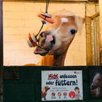 Pferdespielzeug Mini-Tarzan - Spielzeug für Pferde und Ponys gegen Langeweile - Pferdebeschäftigung