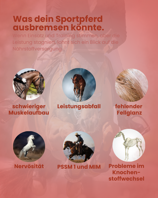 Krähenbusch® - Mineralfutter Sport