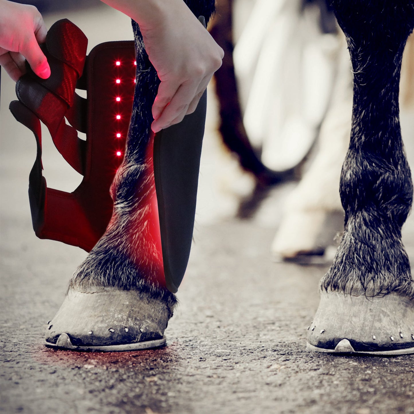 AnoKath® Rotlicht-Gamasche Pferd LEG 110 – Tiefenwärme, Regeneration & Mobilität