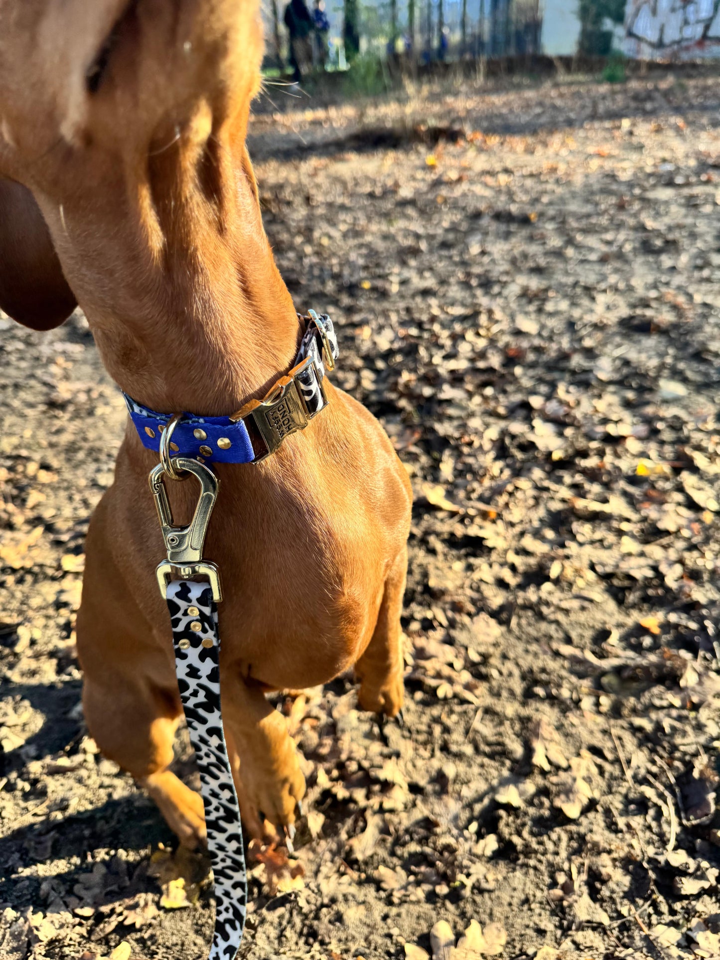 Halsband Blueberry