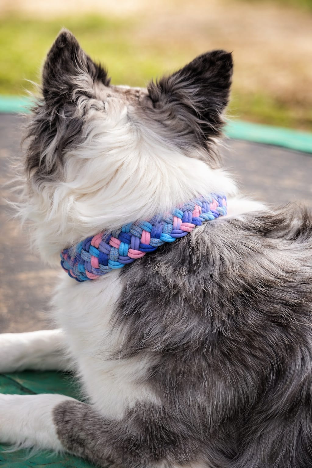 Pfotenlieblinge - Handgemachtes Paracord-Hundehalsband Bubblegum