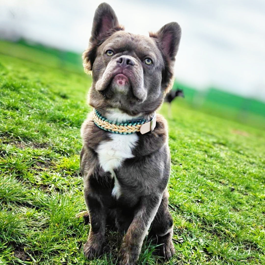 Pfotenlieblinge - Handgemachtes Paracord-Hundehalsband "Seagrass"